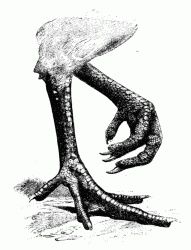 The REAL Reason Why People Call You Out on Having Chicken Legs (2016)
